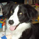 Domino was adopted in 2003